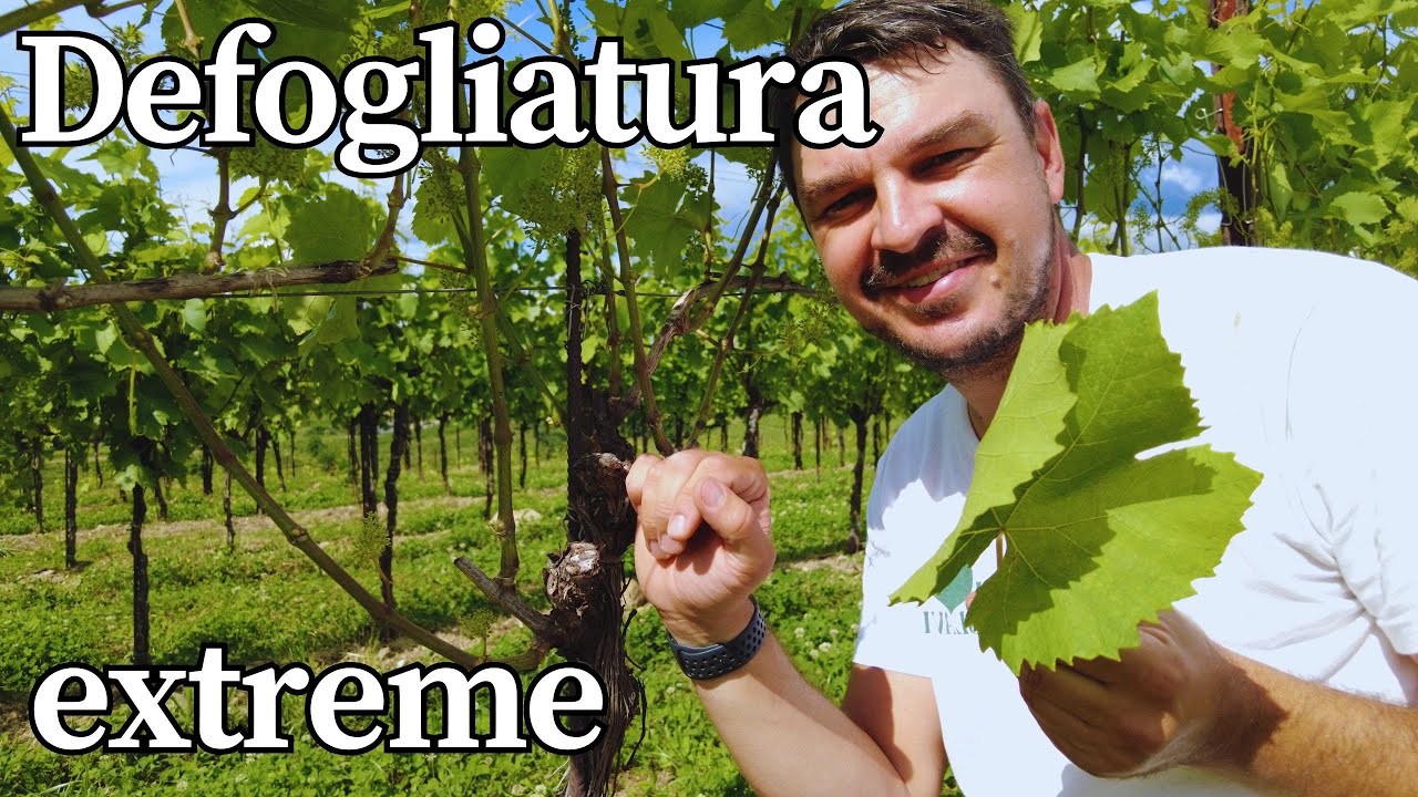 Defogliatura estrema della Ribolla Gialla