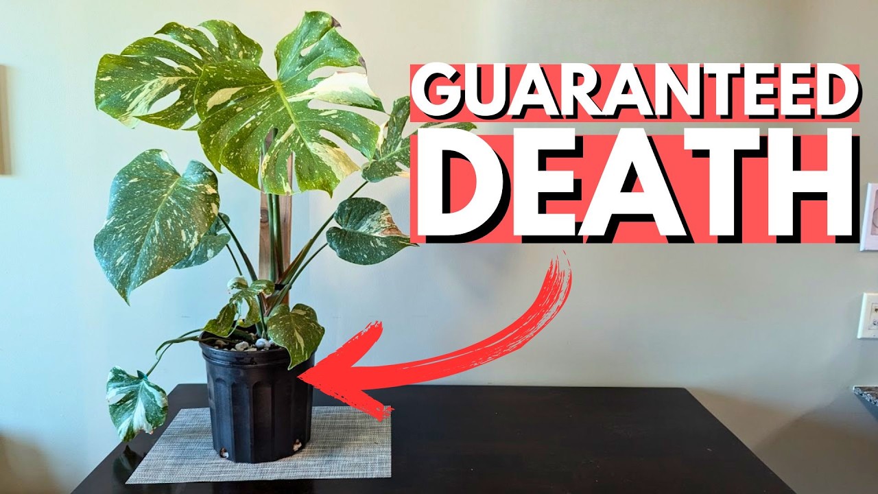 People keep doing this to their houseplants