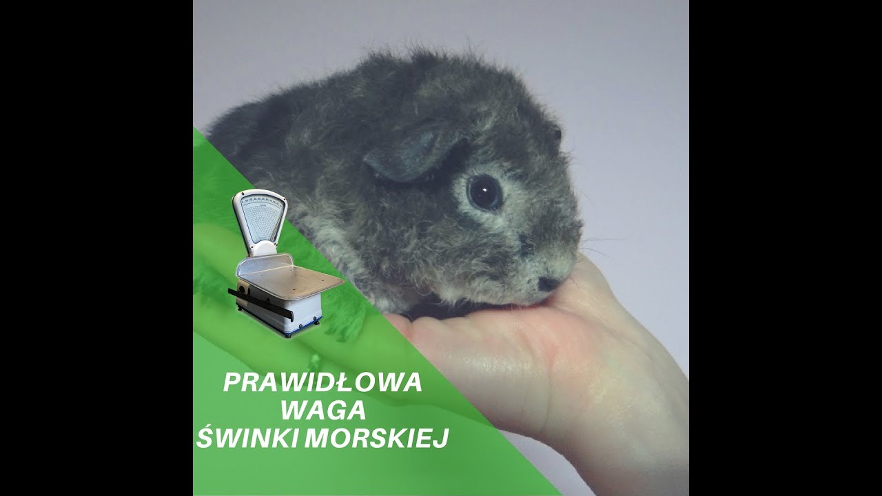 Prawidłowa waga świnki morskiej / kawii domowej w zależności od wieku