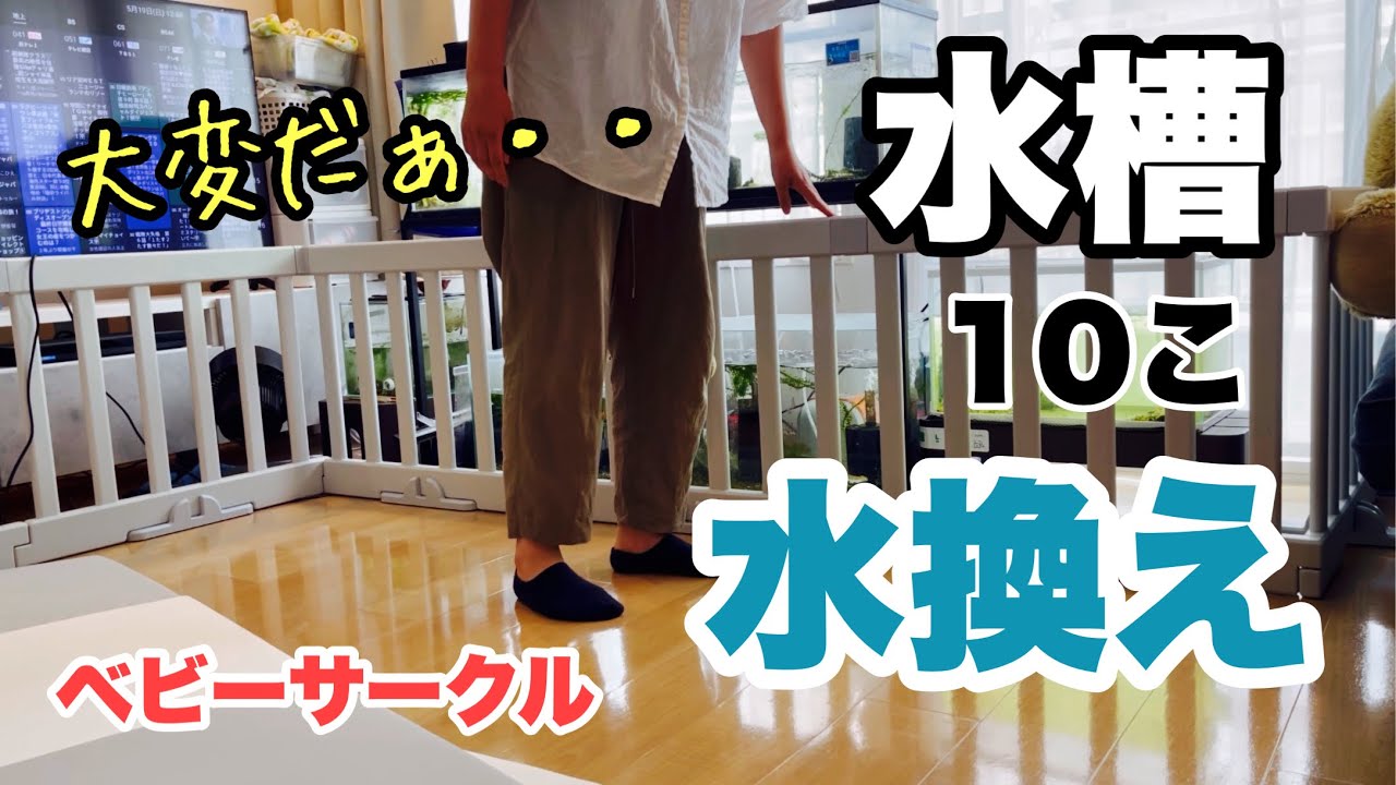 【金魚】水槽の前にベビーサークルを置いたら水換え大変すぎた・・