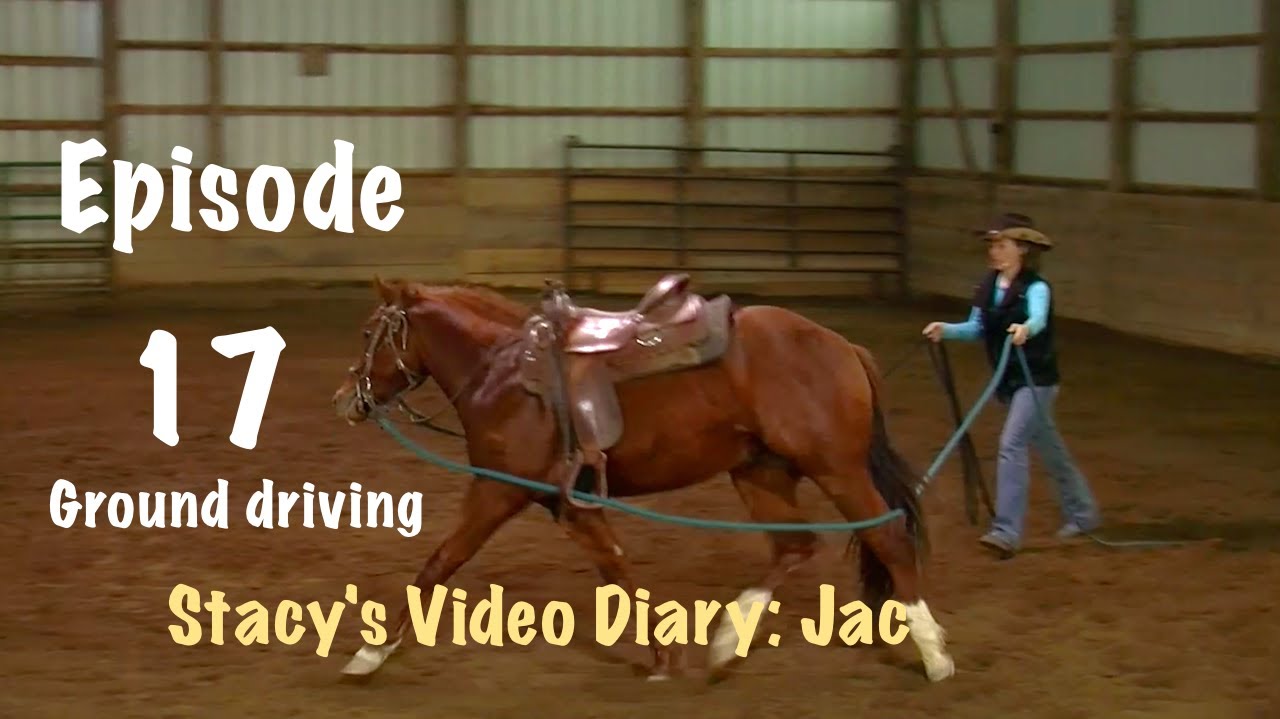 Stacy's Video Diary: Jac-Episode 17- Colt starting: Ground (line) driving and dressage whip training