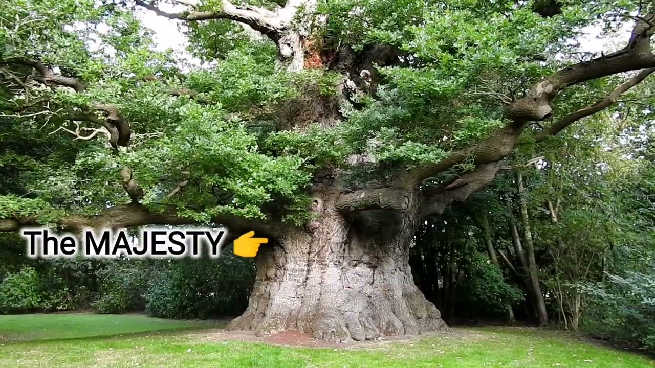 Majesty Oak, Moment's