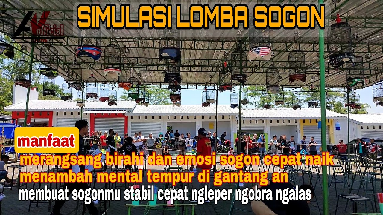 simulasi lomba sogon || bikin sogonmu birahi dan emosi stabil