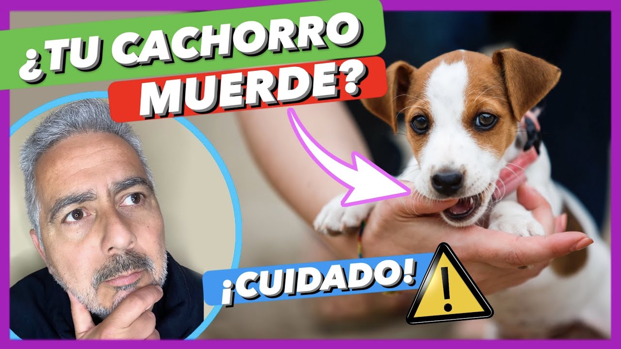 SI TU CACHORRO MUERDE, ¡ÉSTA ES LA SOLUCIÓN! ✅ | ¿CÓMO DEBES CORREGIRLO? 🤔