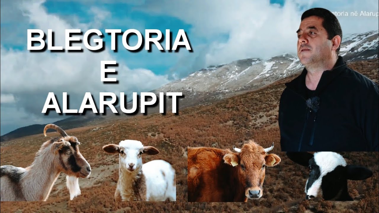 #story Një ditë me blegtorët në Alarup #dokumentar #reportazh #sheep #cows  #village #shorts