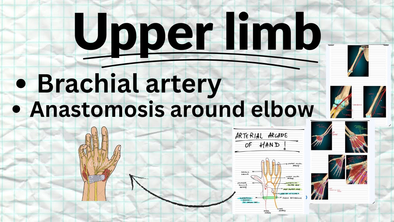 Brachial Artery 🩸| Anastomosis Around Elbow 🦴|  Arterial Arcade Of Hand 🤚 | RTME