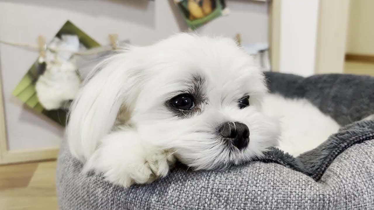 Is your Maltese dog a picky eater too? 😭
