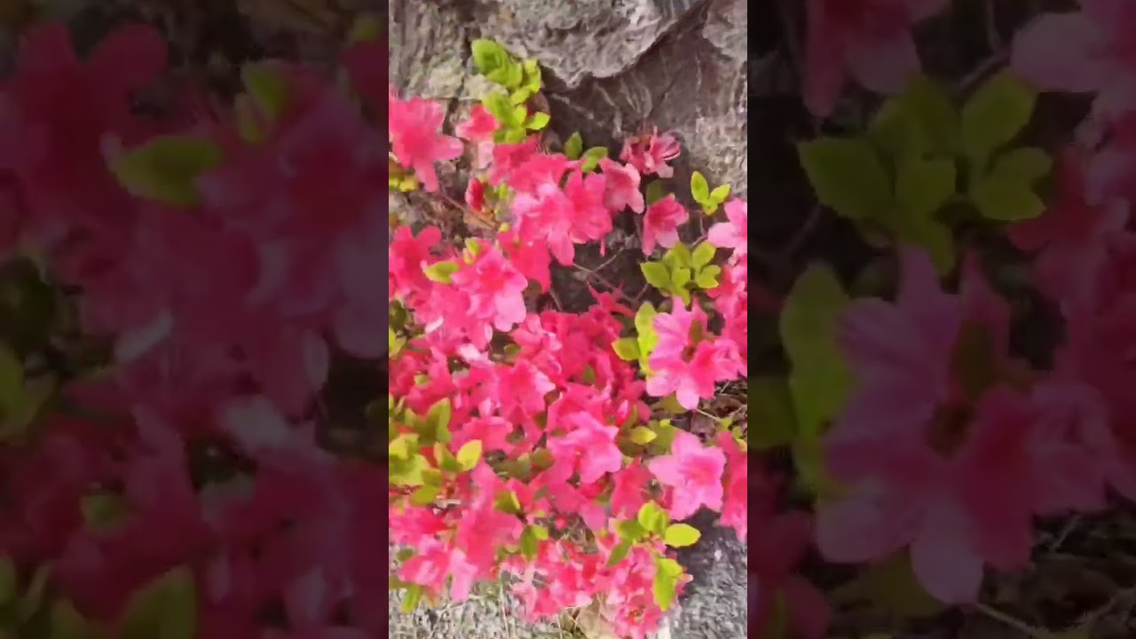     🧑‍🌾그 리 움.🧑‍🌾    가수채은주🧑‍🌾