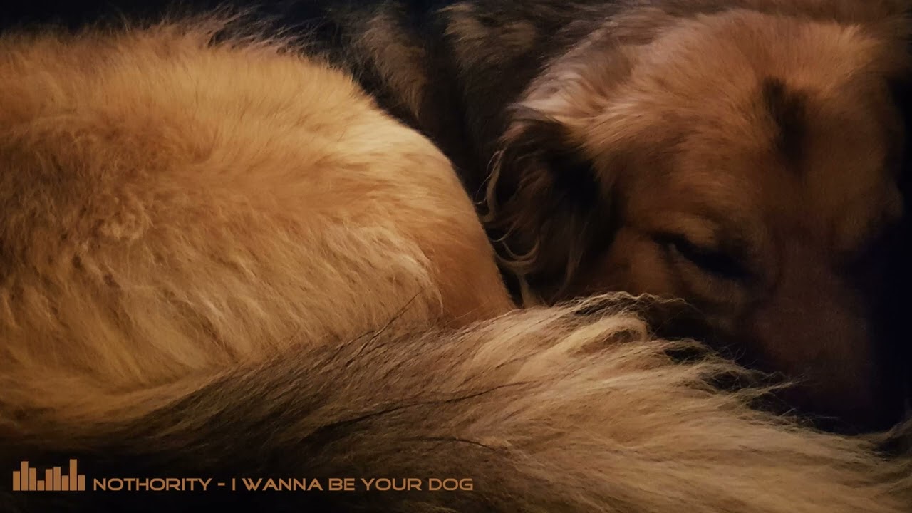 I wanna be your dog (Acid Techno)