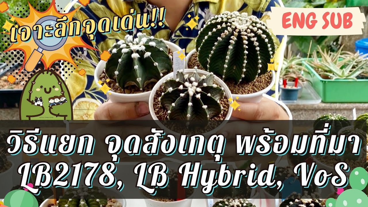 (ENG SUB) Подробное описание основных моментов!! Как отличить, на что обратить внимание и происхо...