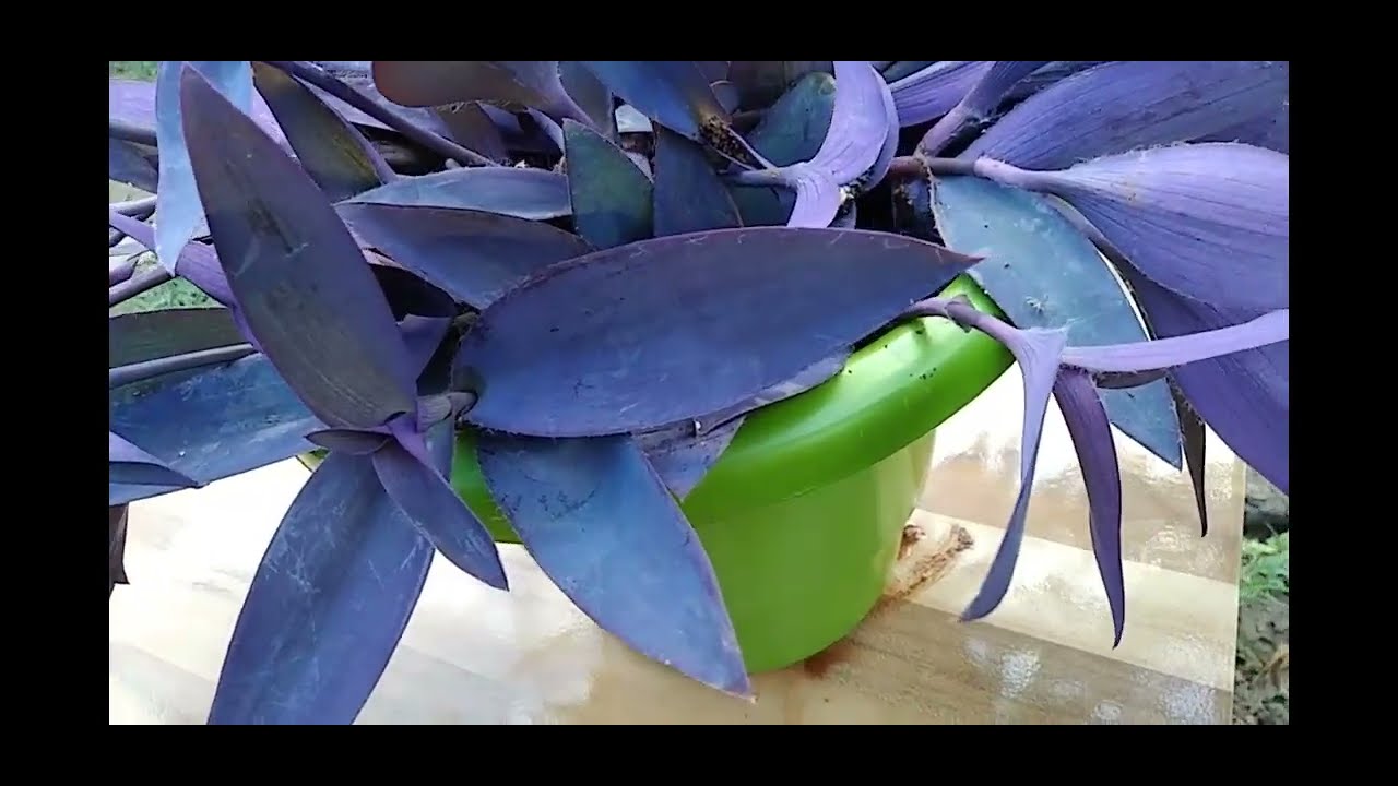 Coração roxo ...🌿 Essa planta vai dá mais cor no seu jardim..😻todas as formas de cultivo..