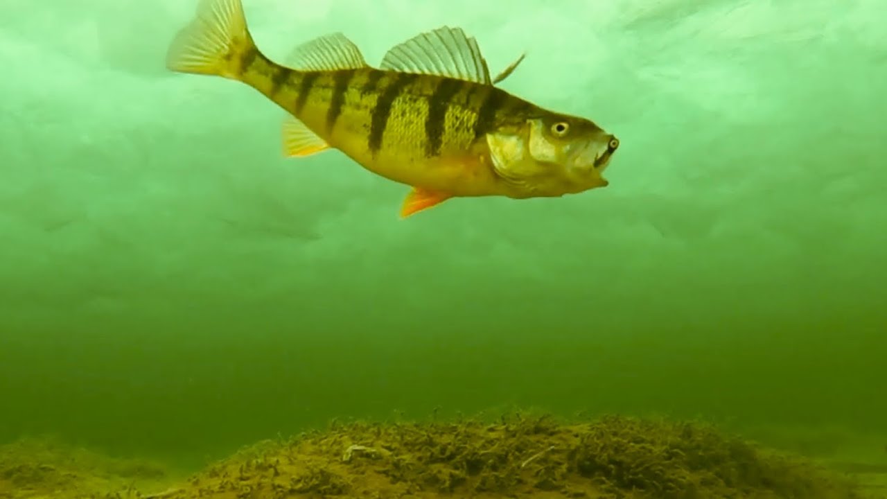 Lake Simcoe Jan 23, 2024 UNDERWATER PERCH ACTION