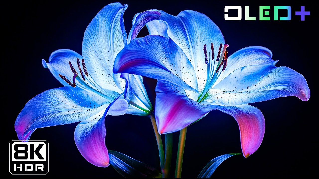 OLED TEST - Mesmerizing Flower in 8K HDR  Dolby Vision&trade;