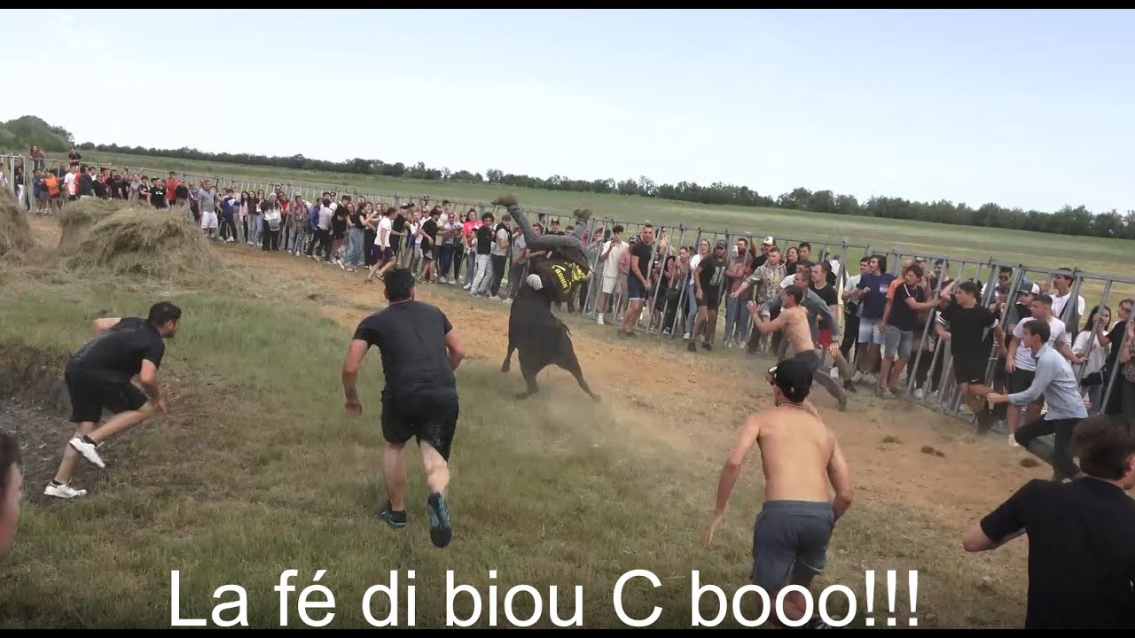 Encierro Aquatique à la manade Martini le 15 juin 2024.