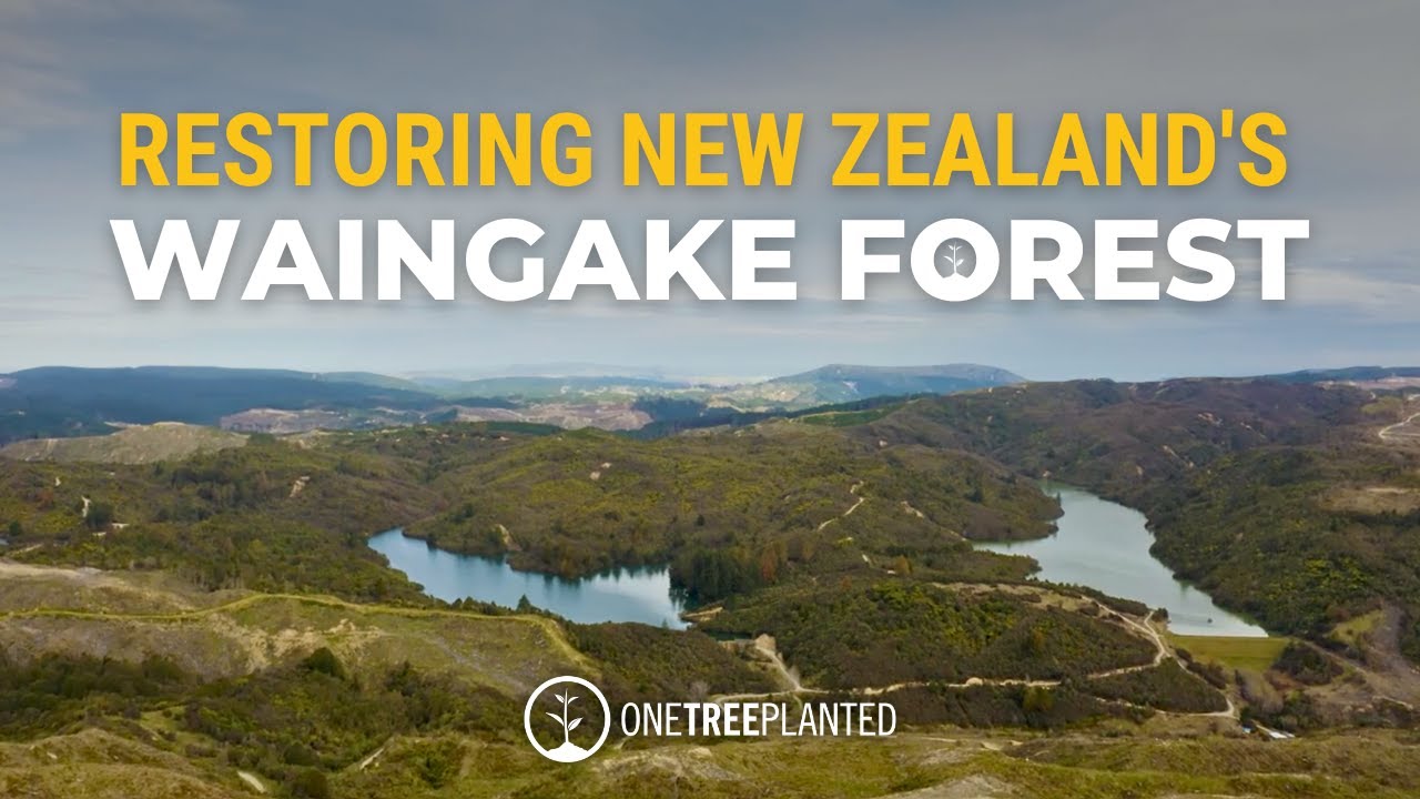 Restoring Habitats and Biodiversity in New Zealand's Waingake Forest | One Tree Planted