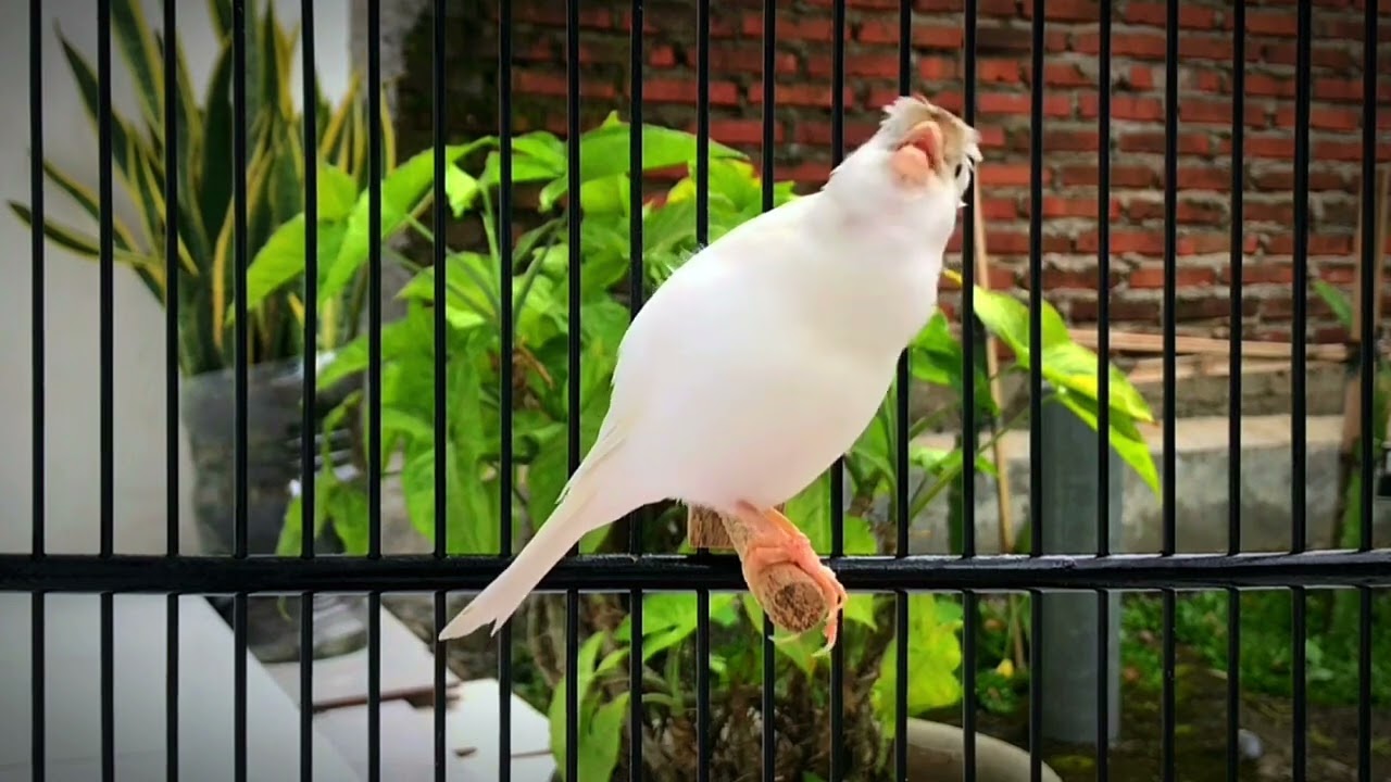 The Most Spectacular Canary Training‼️ Your Canary Will Sing Unstoppably🐦