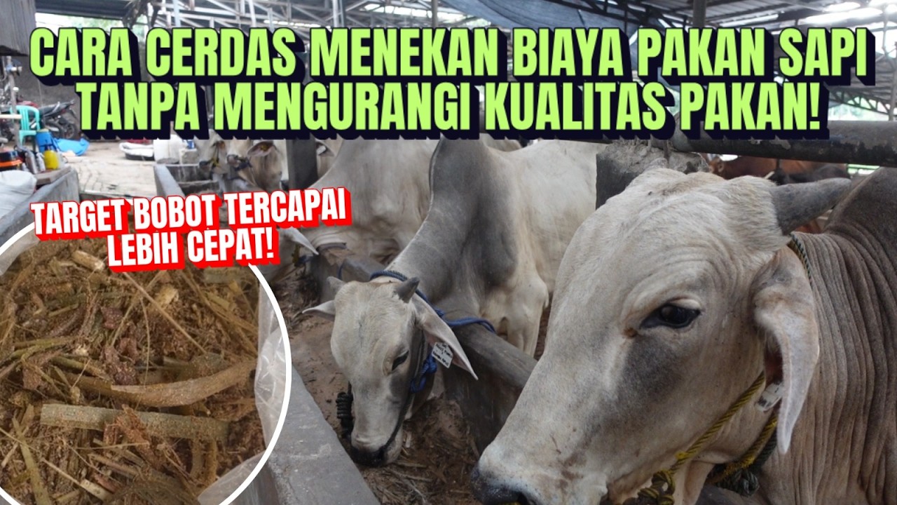 Complete Feed Pakan Ternak Praktis Konsentrat Dan Hijauan