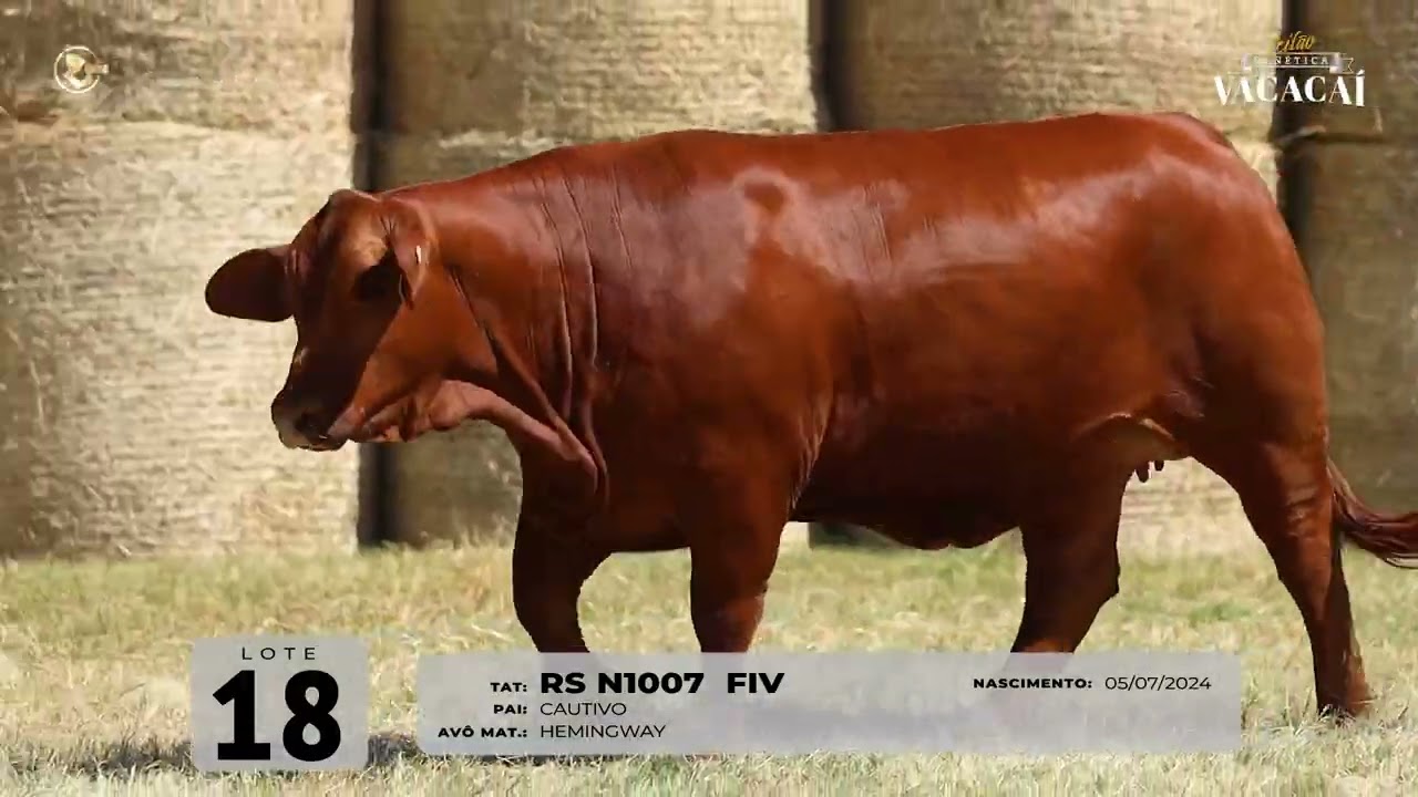 LOTE 18   TAT N1007 F Red Brangus