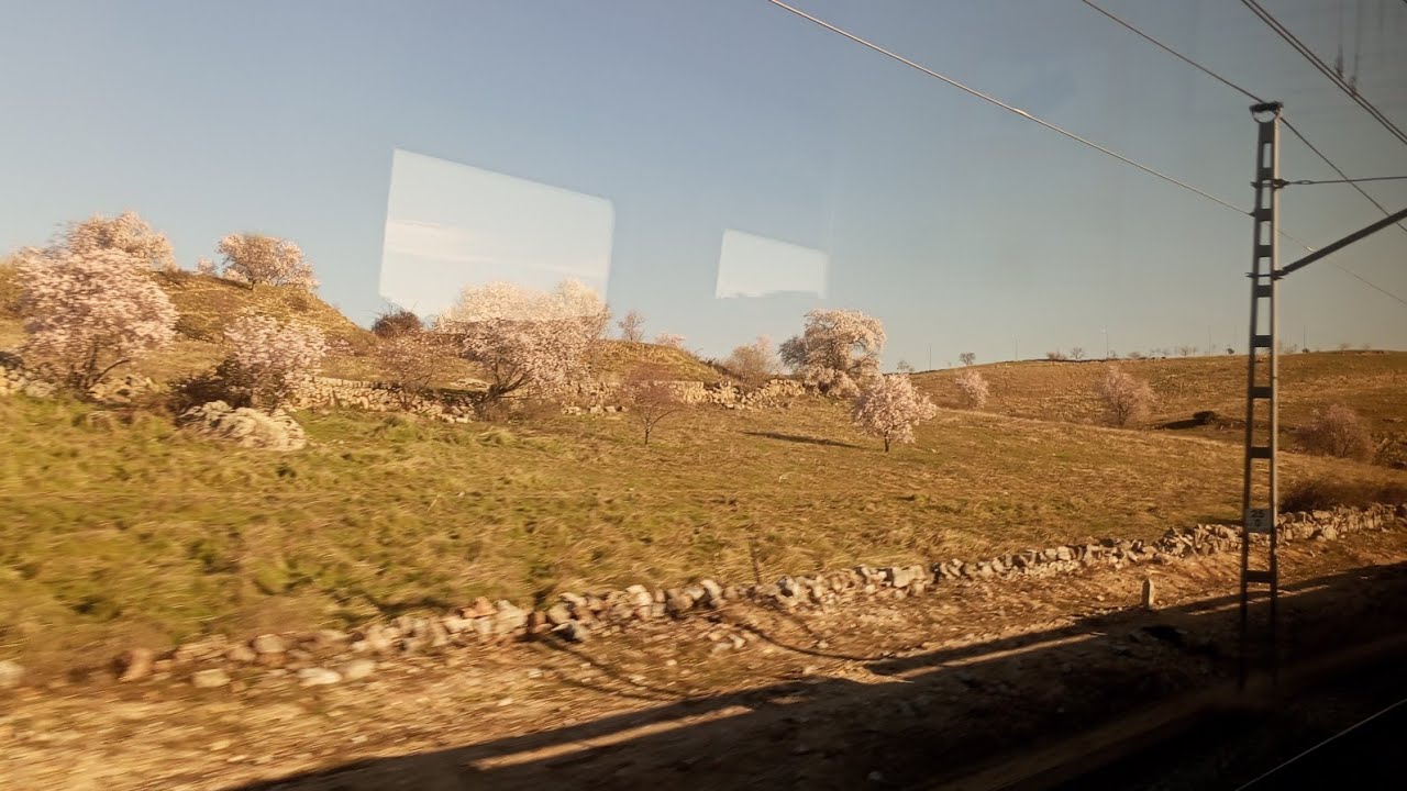 Almendros en Flor Madrid 