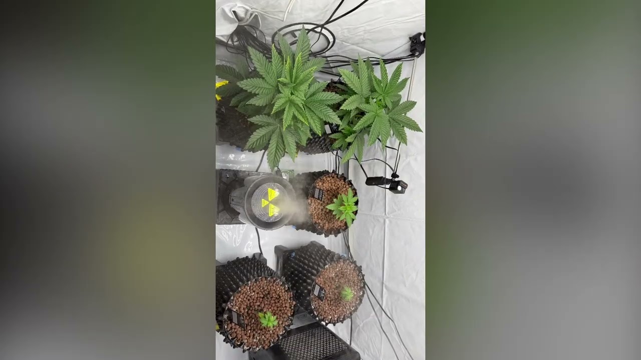 Growtagebuch Tag 20