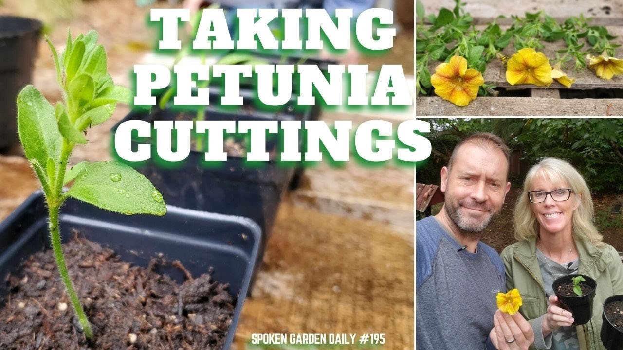 🌺 🧪 Taking Petunia Cuttings - SGD 195 🌺 🧪