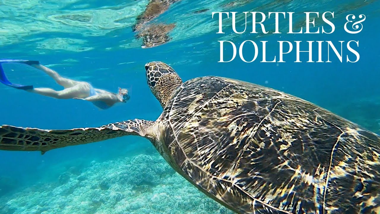 SWIMMING WITH SEA TURTLES | APO ISLAND PHILIPPINES