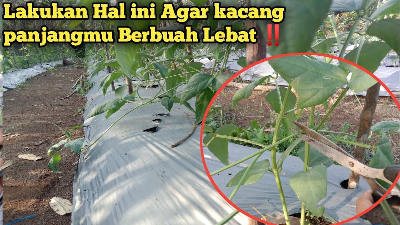Cara pemangkasan daun kacang panjang agar berbuah lebat & maksimal‼️#perempelankacangpanjang