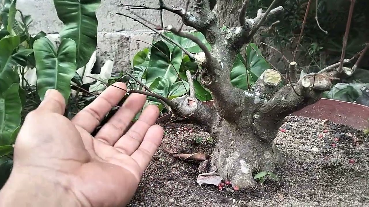 Mereview Koleksi Bonsai dan Calon Bahannya   
