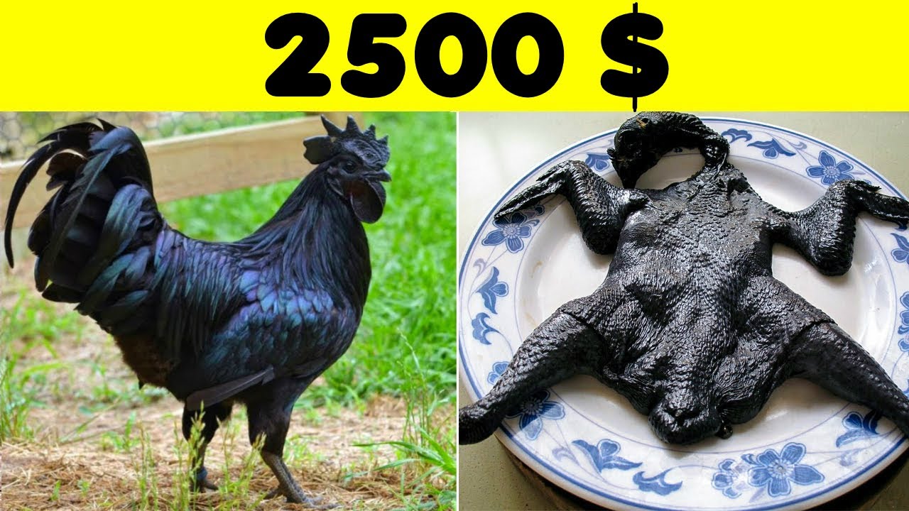 10 PLATS CHERS QUE SEULS LES RICHES PEUVENT MANGER | Lama Faché