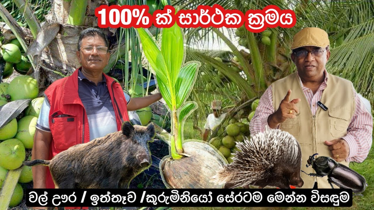 ඉත්තෑවෝ / වල් ඌරෝ / කුරුමිනියෝ සේරටම විසඳුම මෙන්න🦔🐖🪲 | ඔබගේ පොල් පැලවලටත් මේ කරදර නම් කරලා බලන්න🌴🥥
