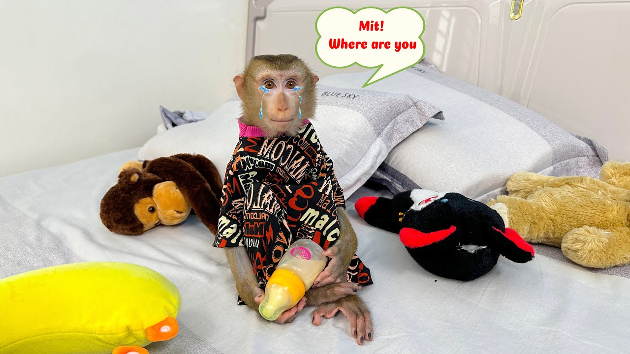 Monkey Kaka was sad when he couldn't find baby Monkey Mit