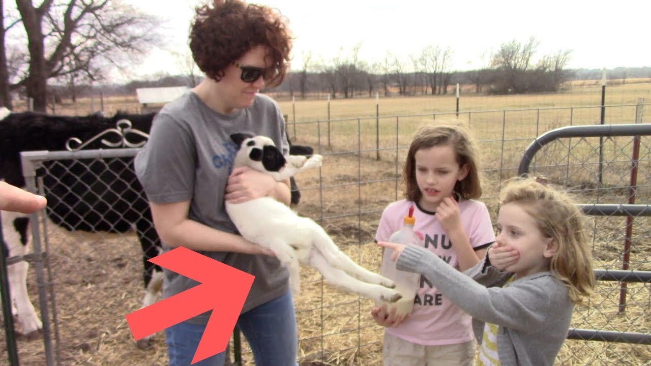 How To Dock A Lambs Tail Safe And Easy!