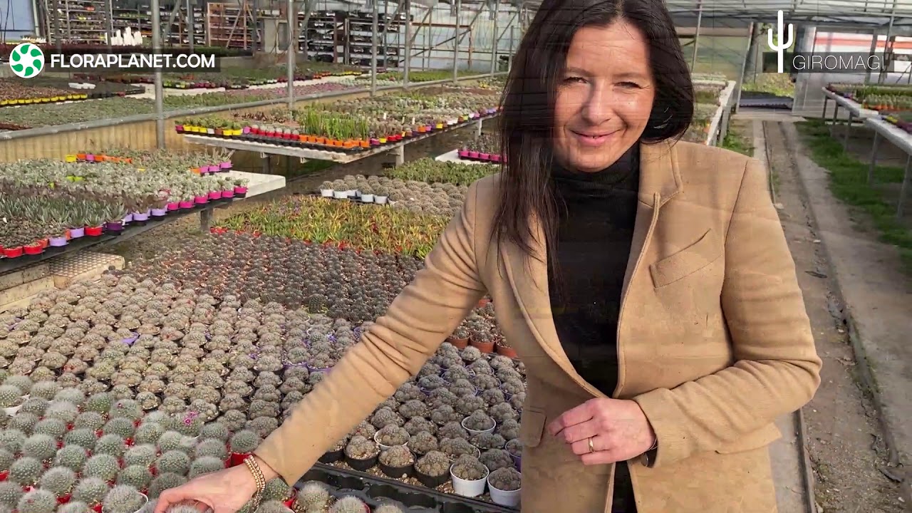 🌵GIROMAGI НАВСЕГДА - 8 В ассортименте.