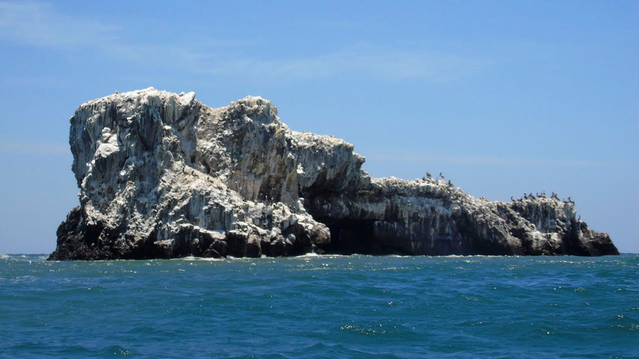 AQUATIC, SHOREBIRDS AND MARINE BIRDS