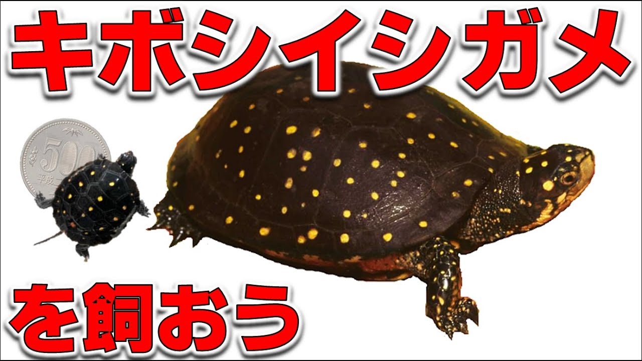 【亀を飼おう①】キボシイシガメ