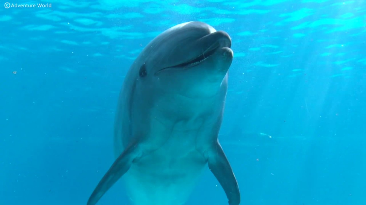 水中で無邪気に遊ぶバンドウイルカ、オキゴンドウ、ハナゴンドウ～Movie of dolphins and whales swimming slowly～