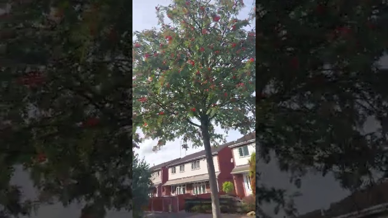 MOUNTAIN-ASH TREE // ROWAN