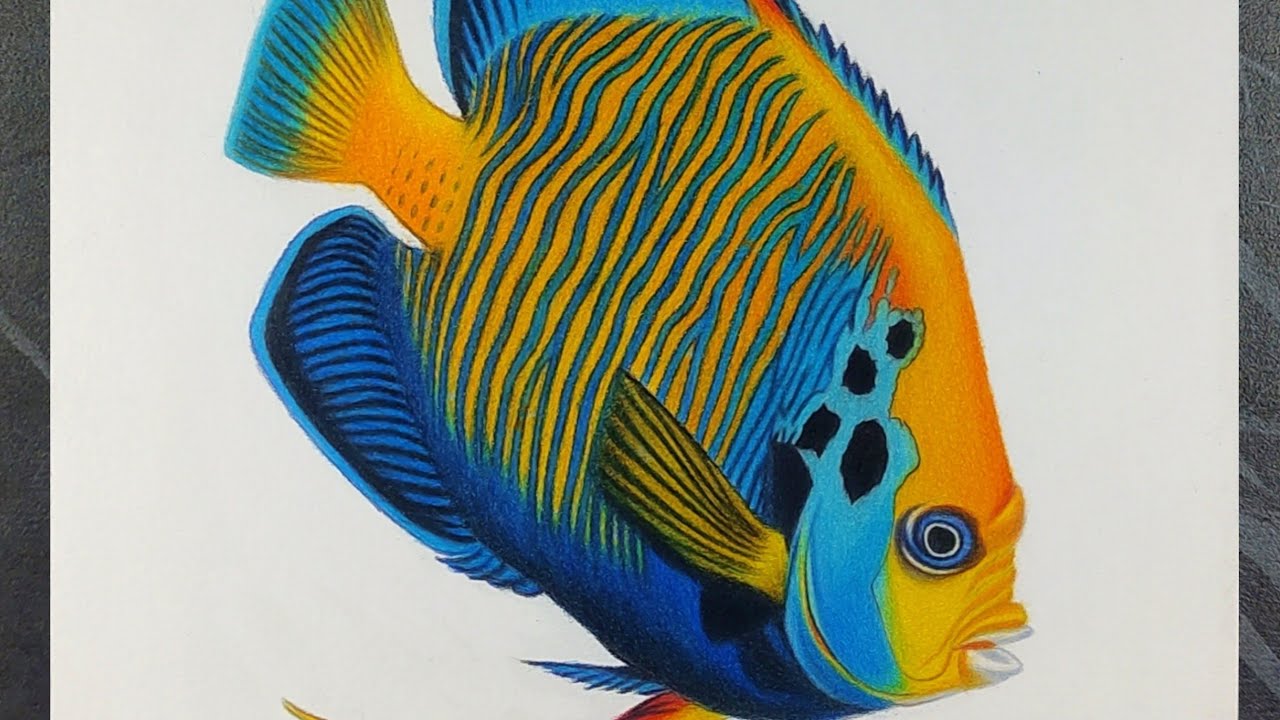 Realistic Beautiful Fish Drawing | Colour Pencil Timelapse Art