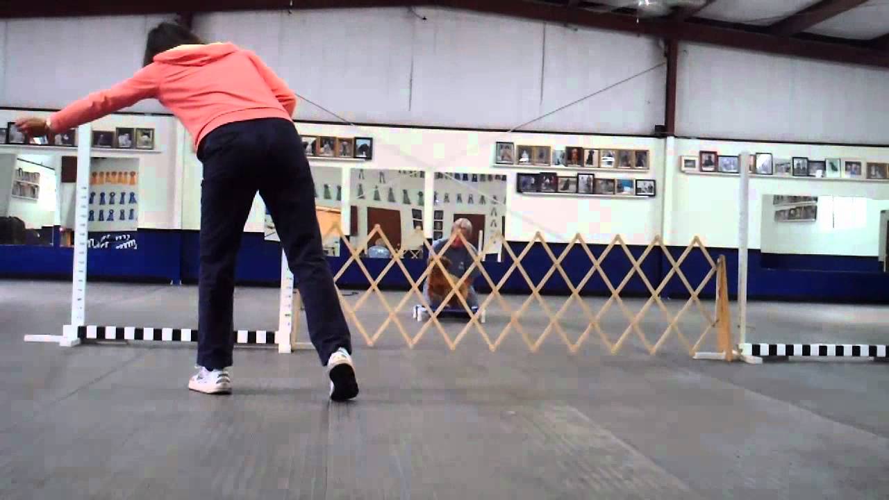 Introduction to Directed Jumping: Puppy training with Ethan