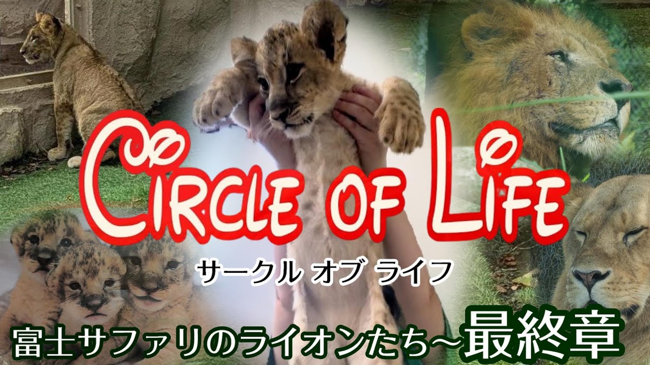 【最終回】あれから3年【富士サファリのライオンたち🦁最終章】