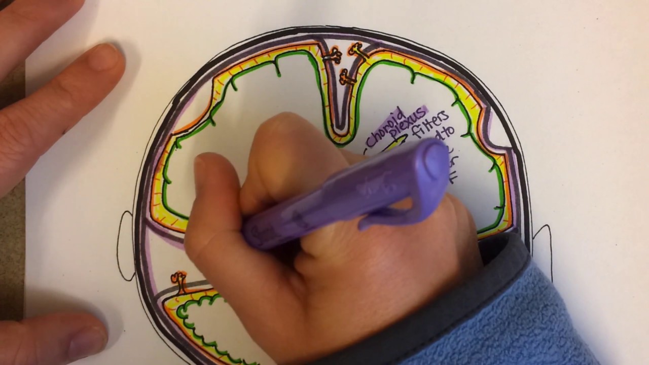 Meninges, Part 1