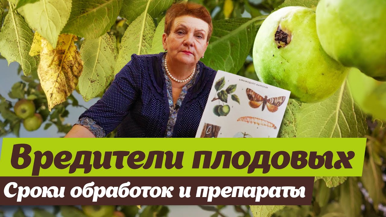 Как бороться с вредителями плодовых.  Советы опытного садовода