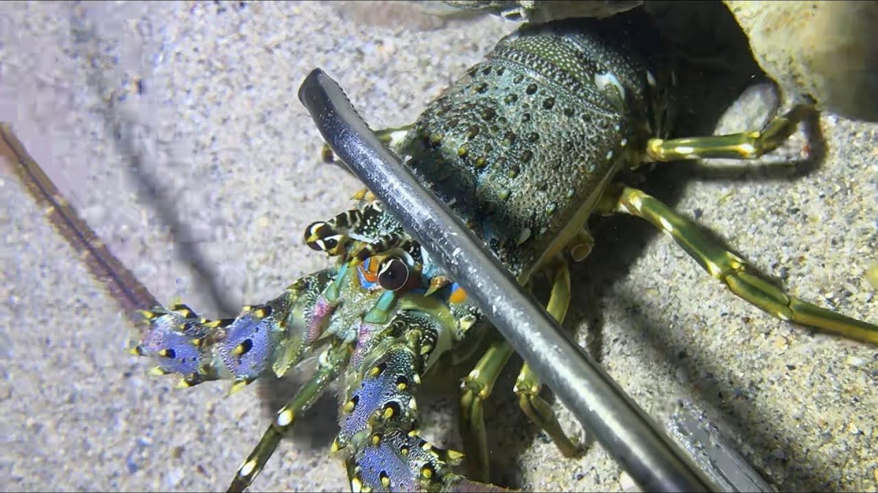 Diving under the sea to catch eels, crabs and sea cucumbers | Part 136-2