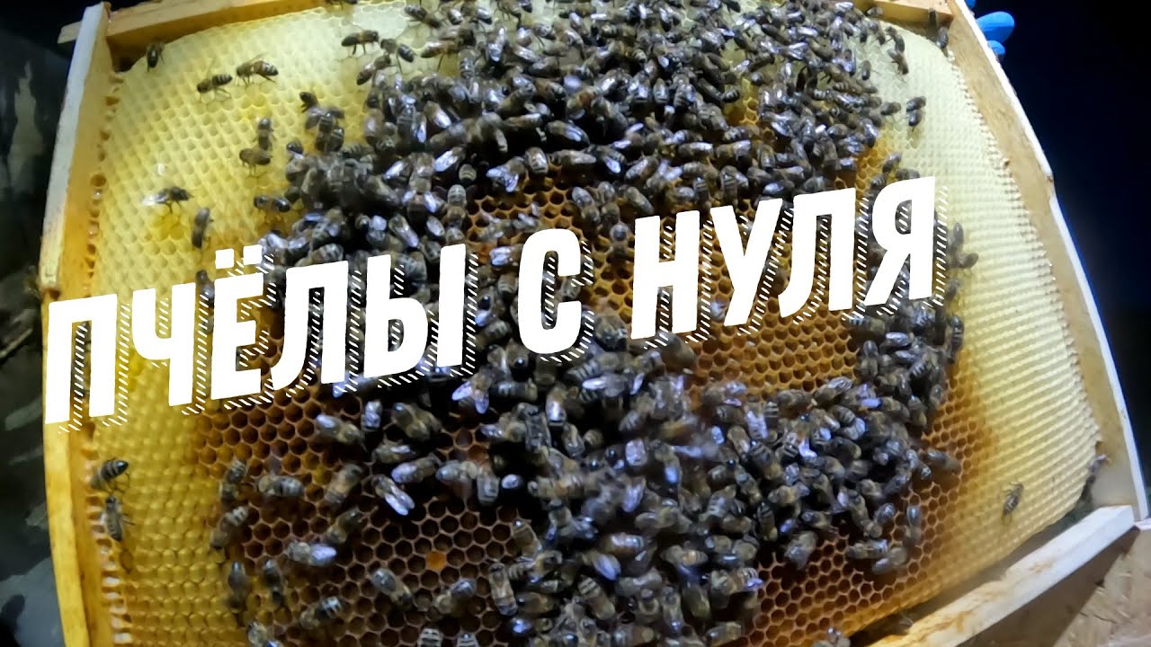 ДЕЛАЮ Ловушка для пчел своими руками - Роеловство Пчёлы с нуля #bee