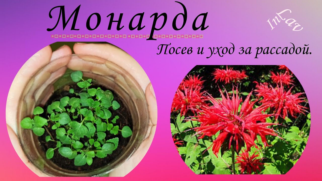 Монарда. Посев и уход за рассадой.