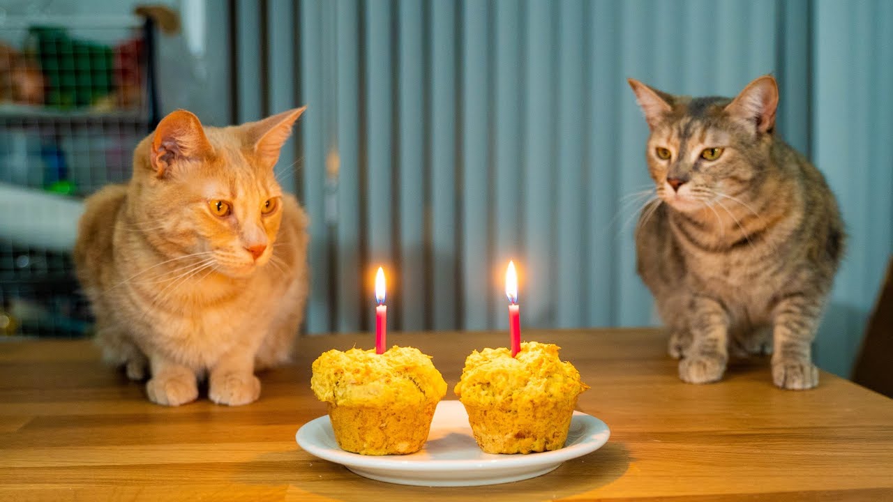 Kittens 1st Birthday | Baking a Cat CAKE!