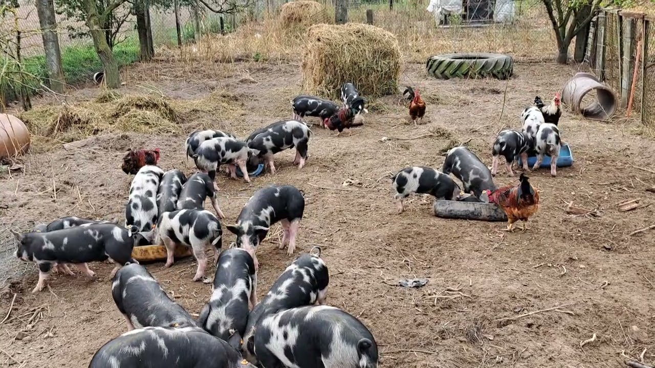 Pstra Pastwiskowa Konferencja w Zaborze Rekultywacja Pastwisk PoŚwinaich #286