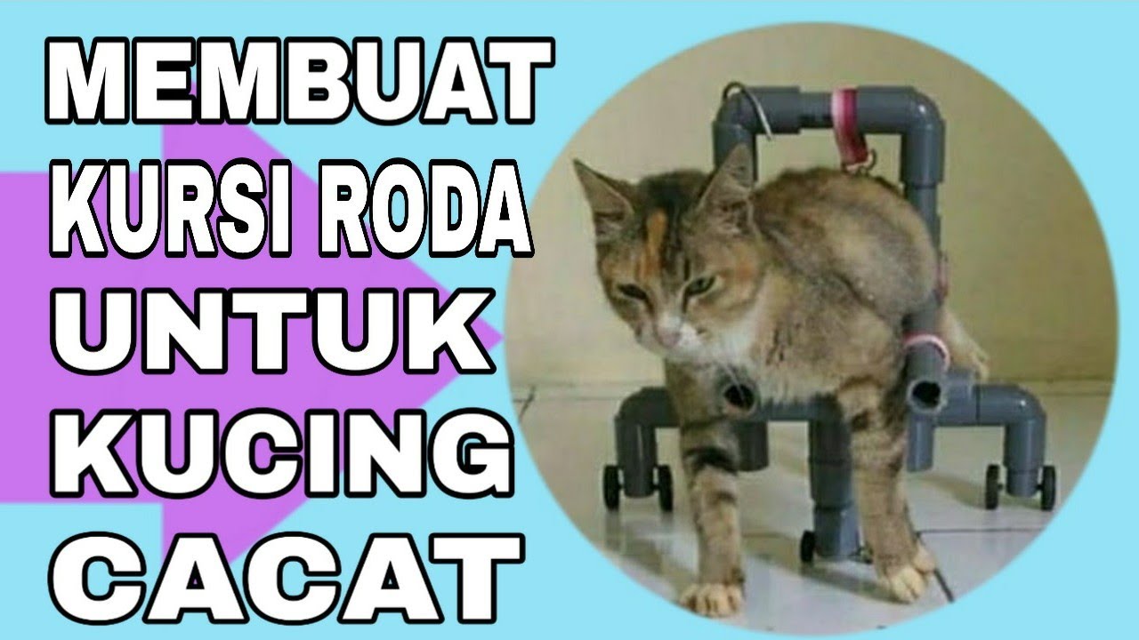 CARA MEMBUAT KURSI RODA UNTUK KUCING CACAT || DIY