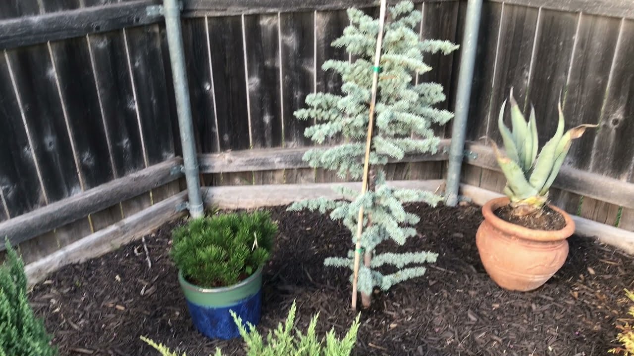 The BEST Tree In My Garden,  
