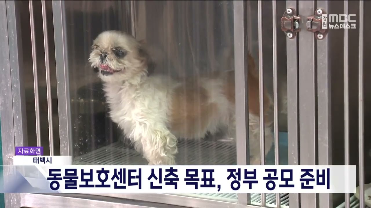 태백 동물보호센터 신축 추진, 정부 공모 신청 계획 20260306